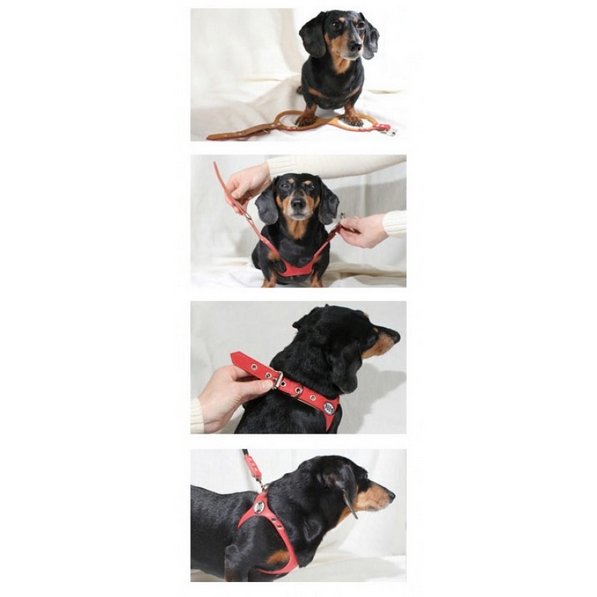 black buddy belt harness