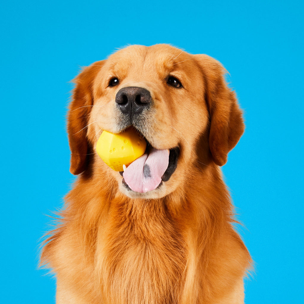 Dog with a yellow ball in its mouth against a blue background