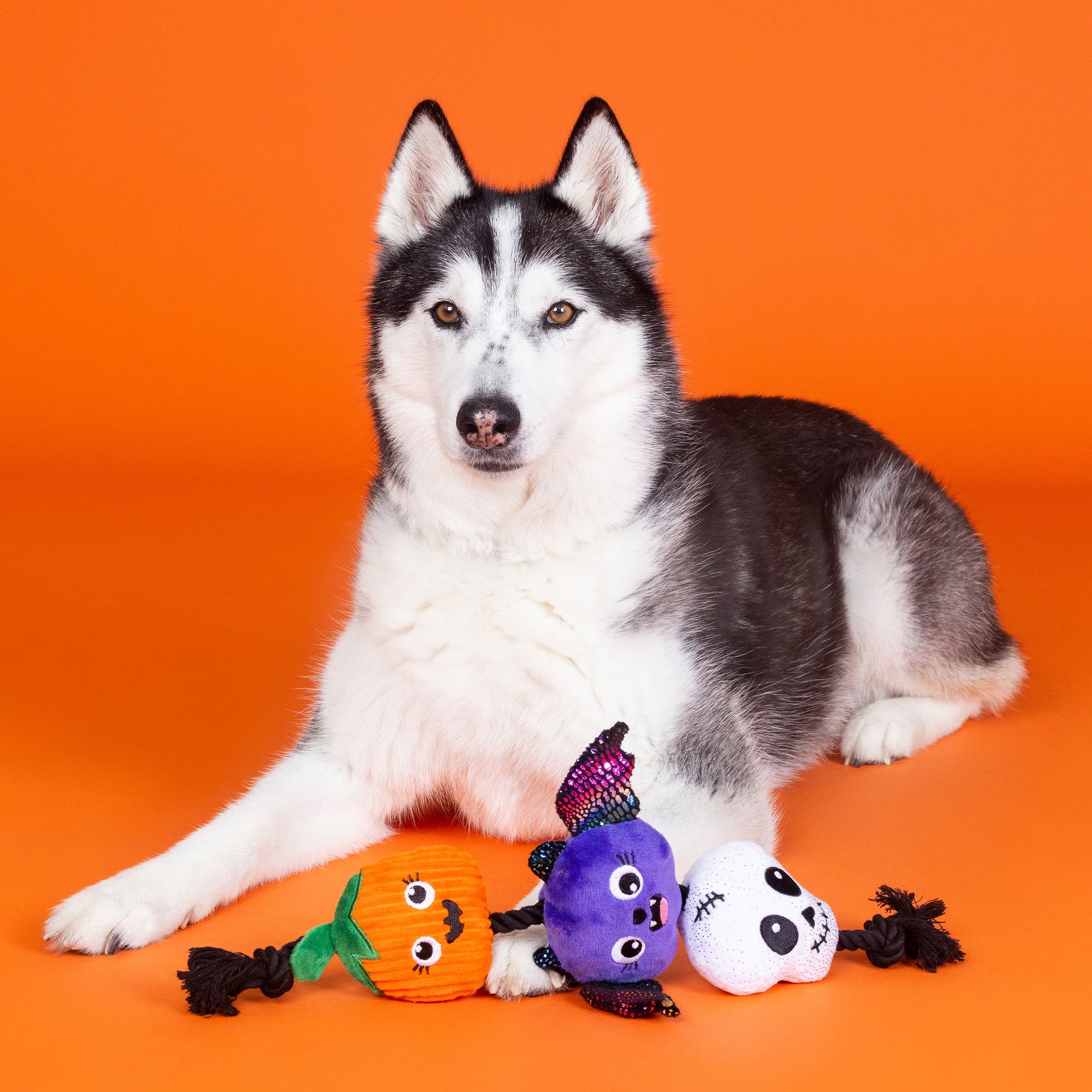 22Pcs Dog Toys for Kids Vet Doctor Kit Walking Barking Electronic Interactive Husky Dog Toy Veterinarian Playset for Kids Pretend Play Birthday Gift Preschool Toy for Boys Toddlers 3 4 5 6 in Nepal at