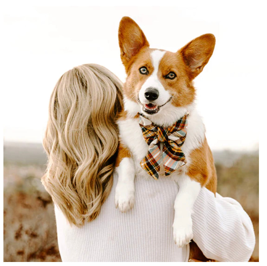 cornucopia flannel lady dog bow