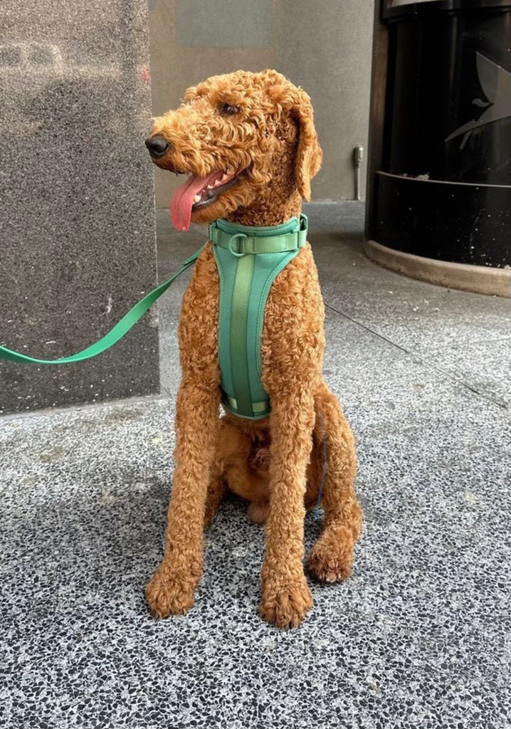 barking buddies waterproof leash - green