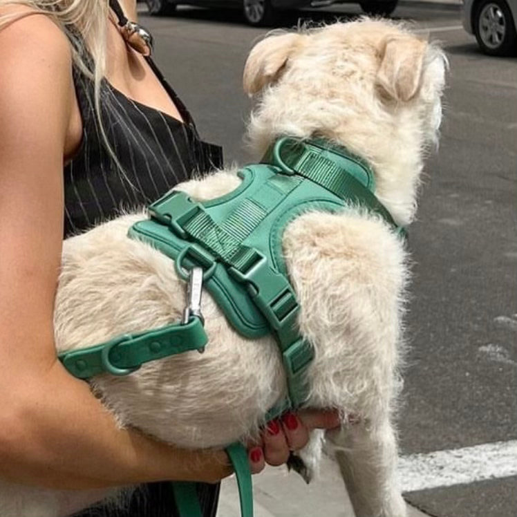 barking buddies harness - green