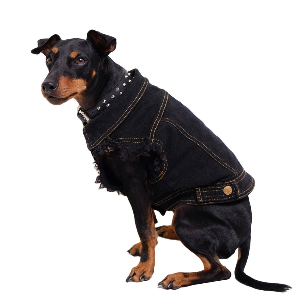 Dog wearing a black denim jacket with studs on a white background