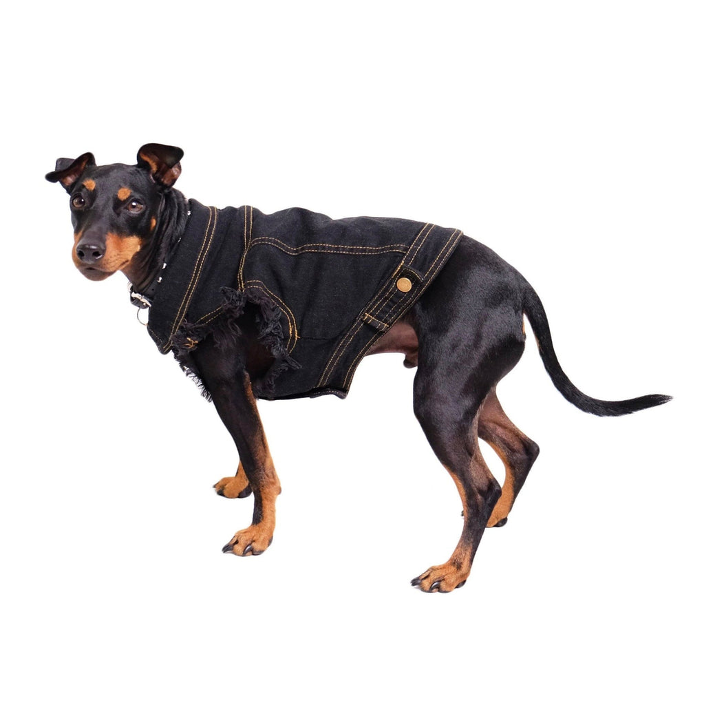 Dog wearing a black denim jacket on a white background