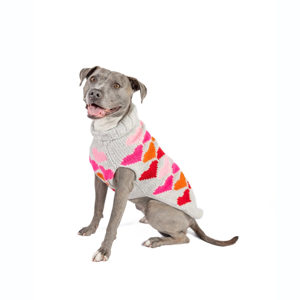 Dog wearing a colorful sweater on a white background