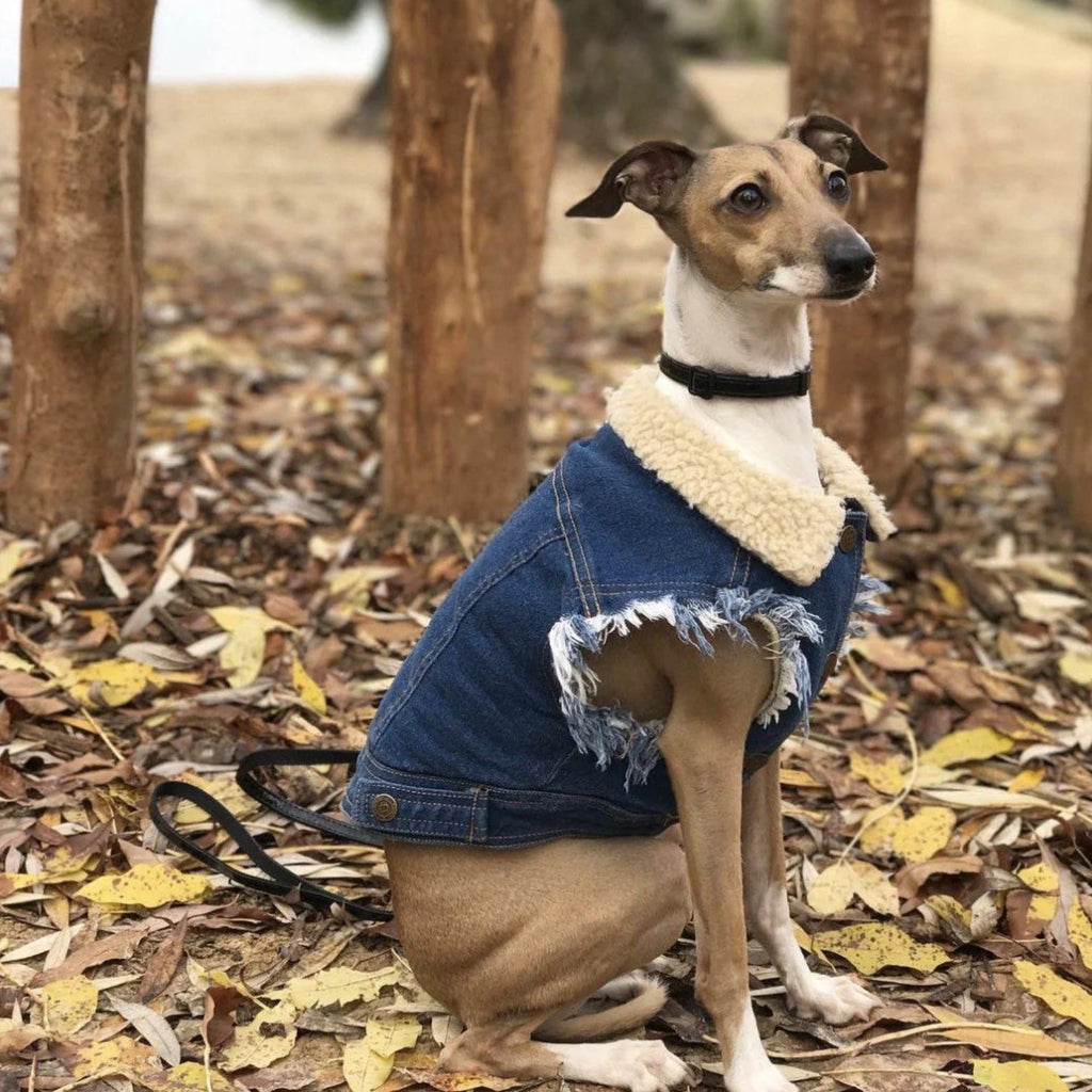 Dog wearing a denim jacket with a fur-lined hood in an outdoor setting with fallen leaves.