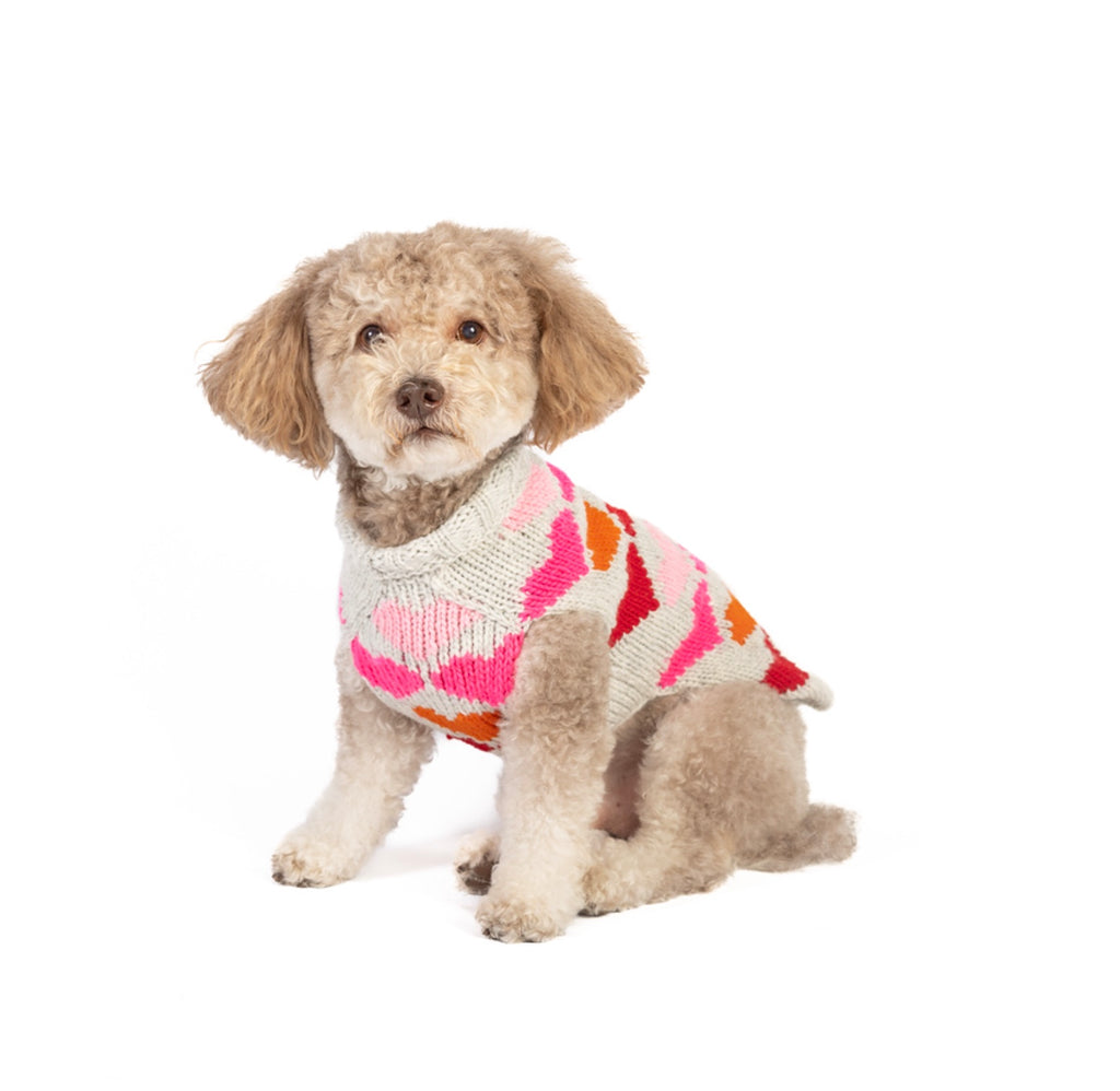 Small dog wearing a colorful sweater on a white background