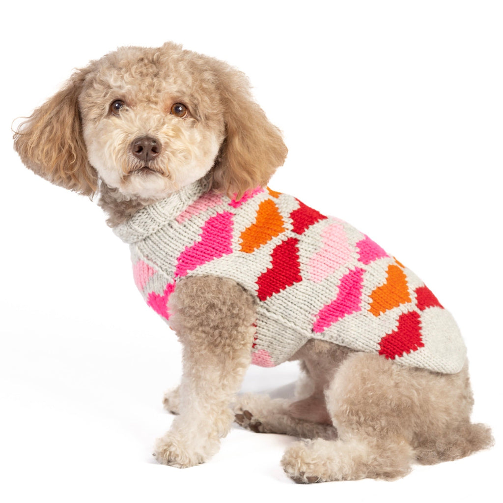 Dog wearing a colorful knitted sweater on a white background