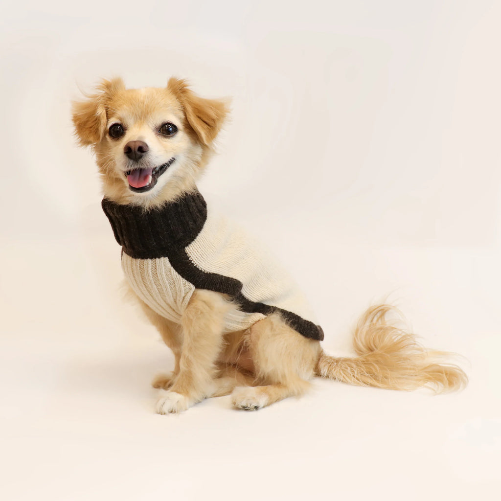 Small dog wearing a black and gray sweater on a white background