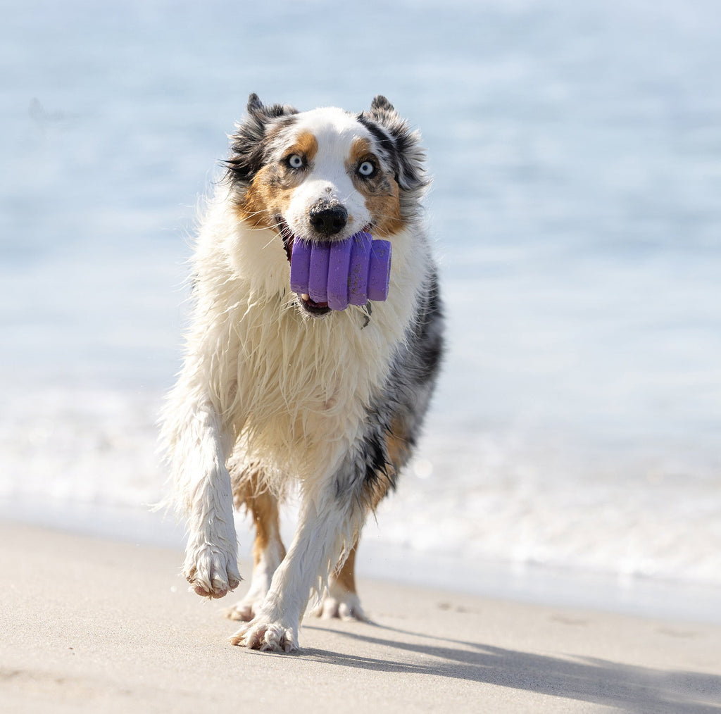 Dog running on a beach with a purple toy in its mouth