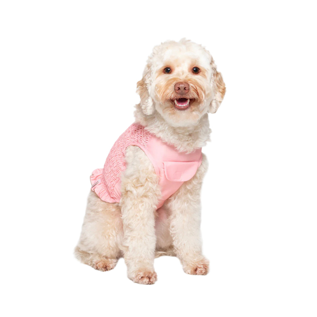 Dog wearing a pink harness on a light gray background
