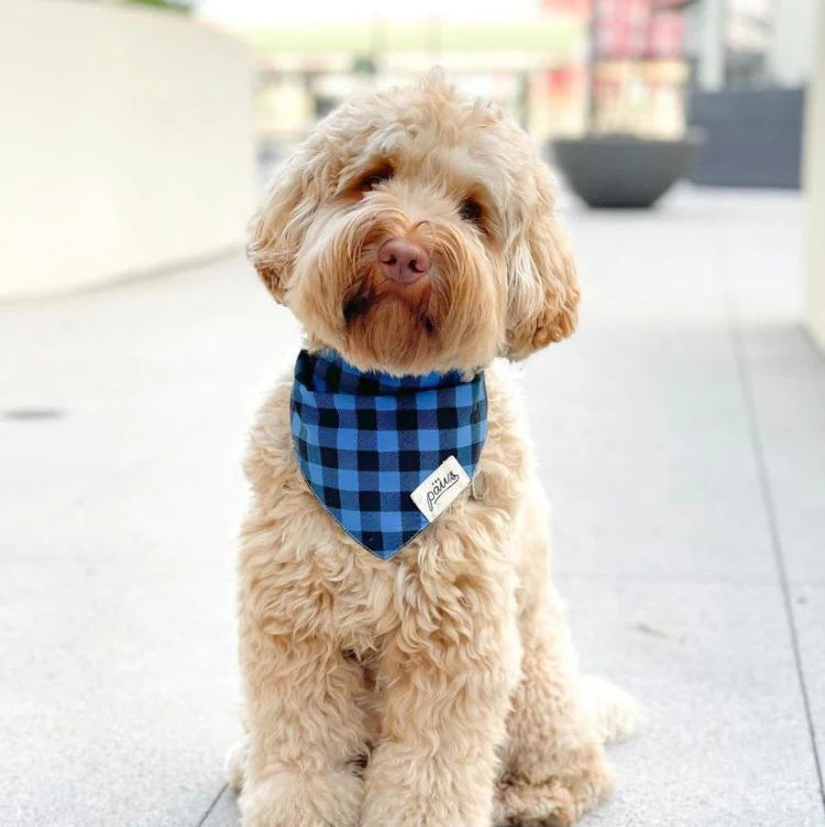 Dog wearing a blue plaid bandana sitting on a pavement.