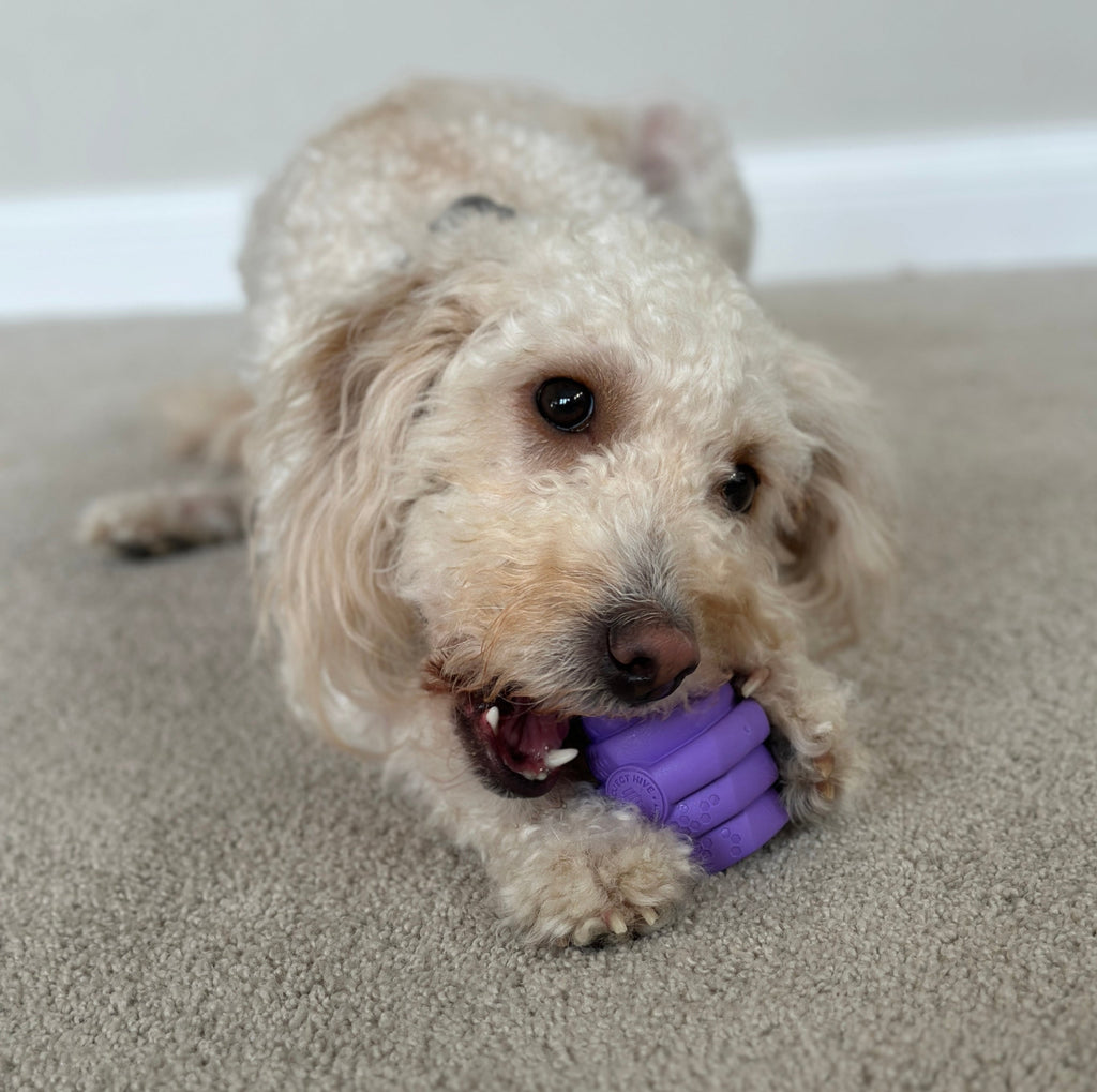Small dog with a purple toy in its mouth on a carpeted floor