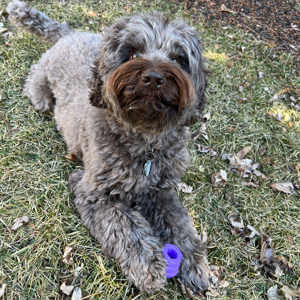 Dog lying on grass with a purple toy in its mouth