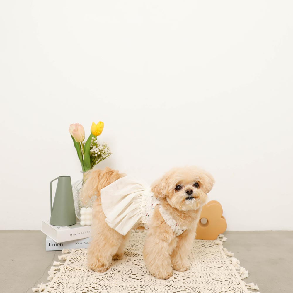 Small dog in a white dress sitting on a lace doily with tulips in the background.