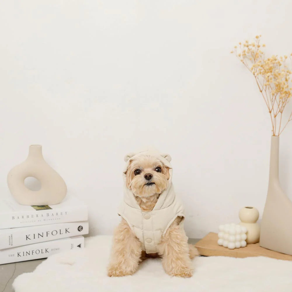 Small dog wearing a white sweater sitting on a white surface with decorative items in the background.