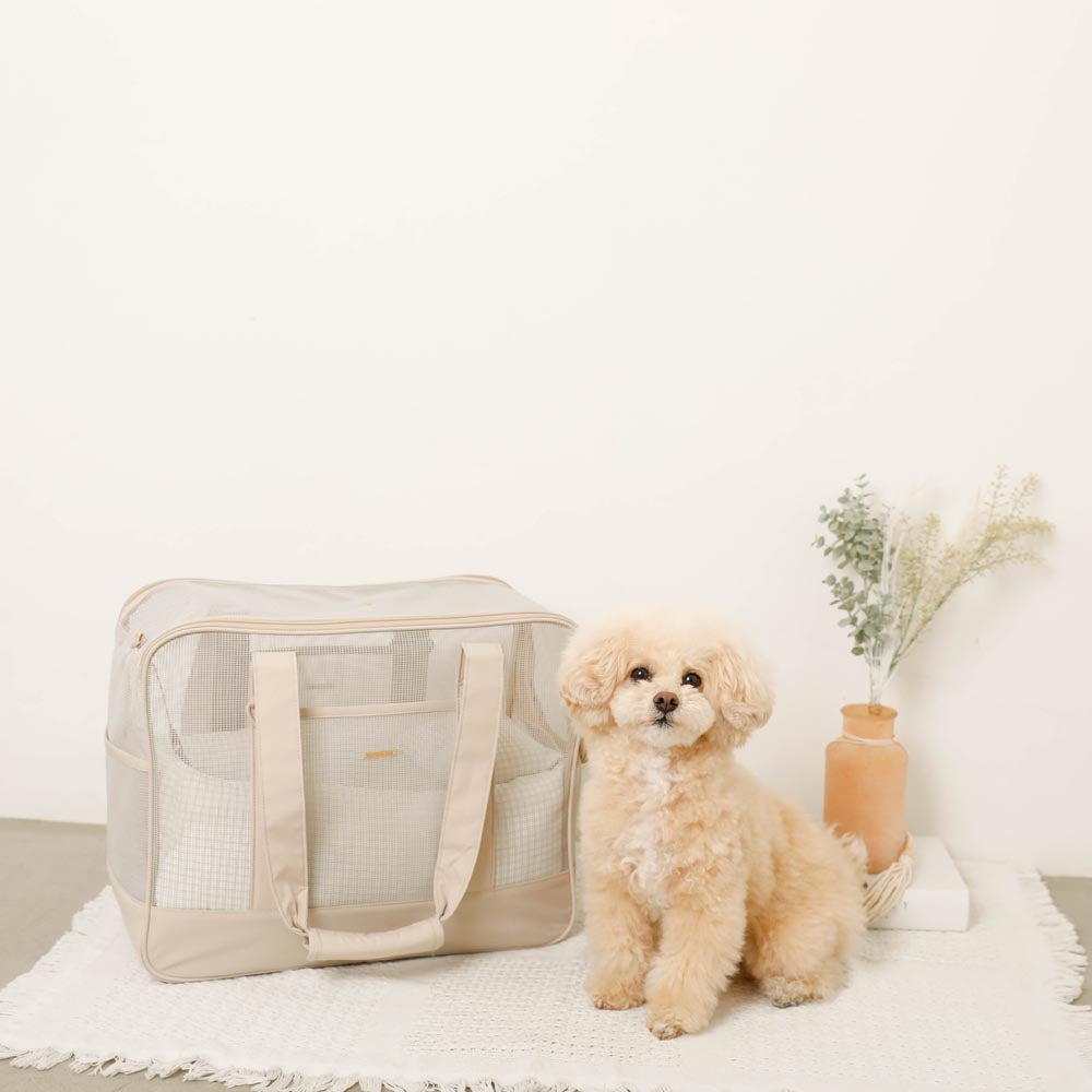 Small dog sitting next to a transparent pet carrier on a light-colored rug.