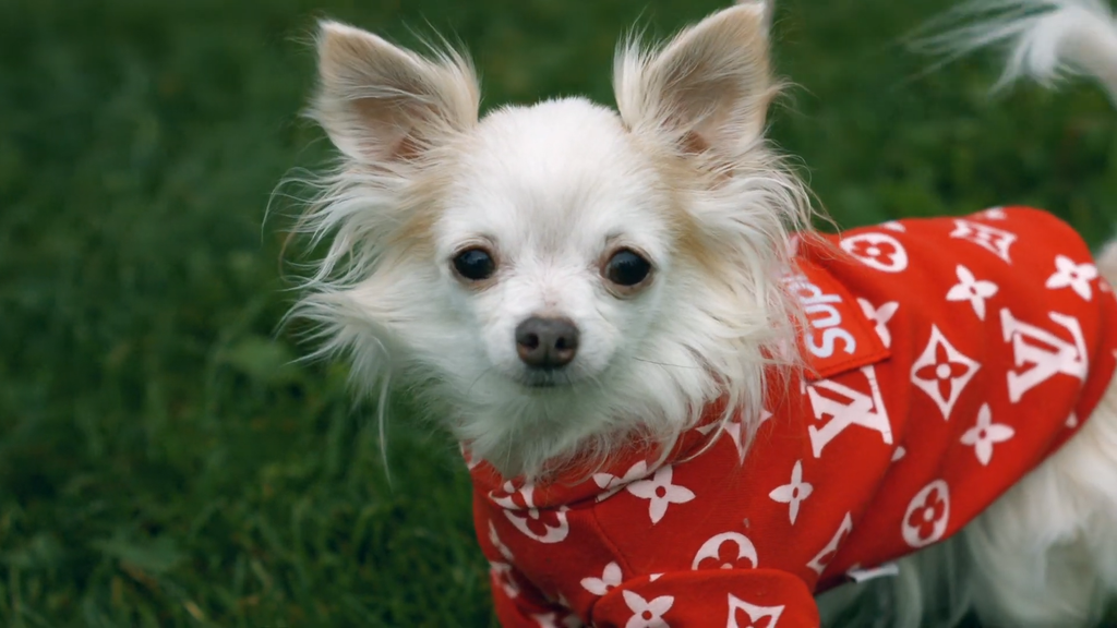 Dog clothes stores near me best sale