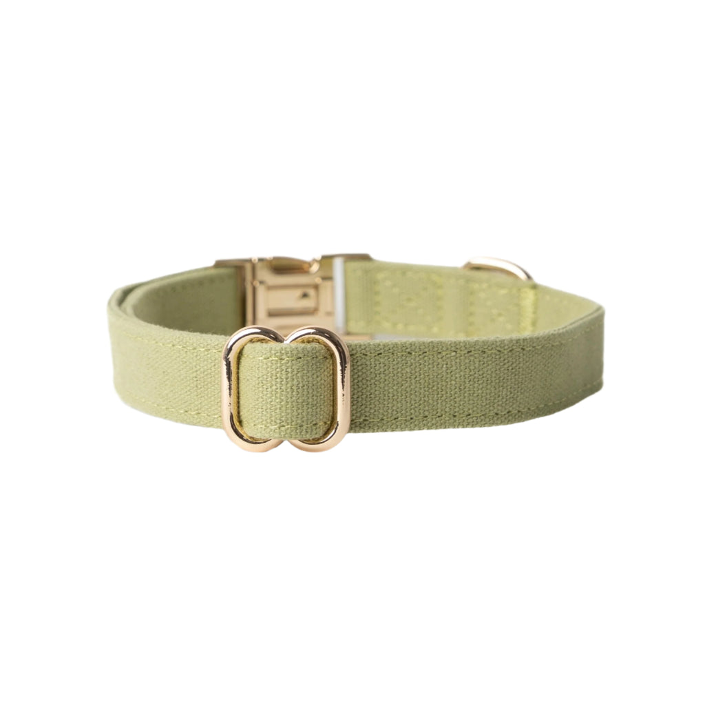 Green dog collar with a rose gold buckle on a white background