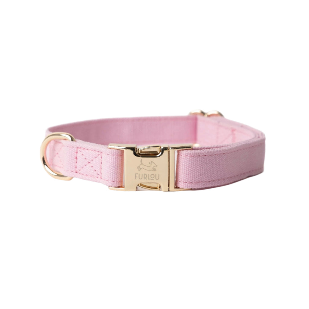 Pink dog collar with gold buckle on a white background