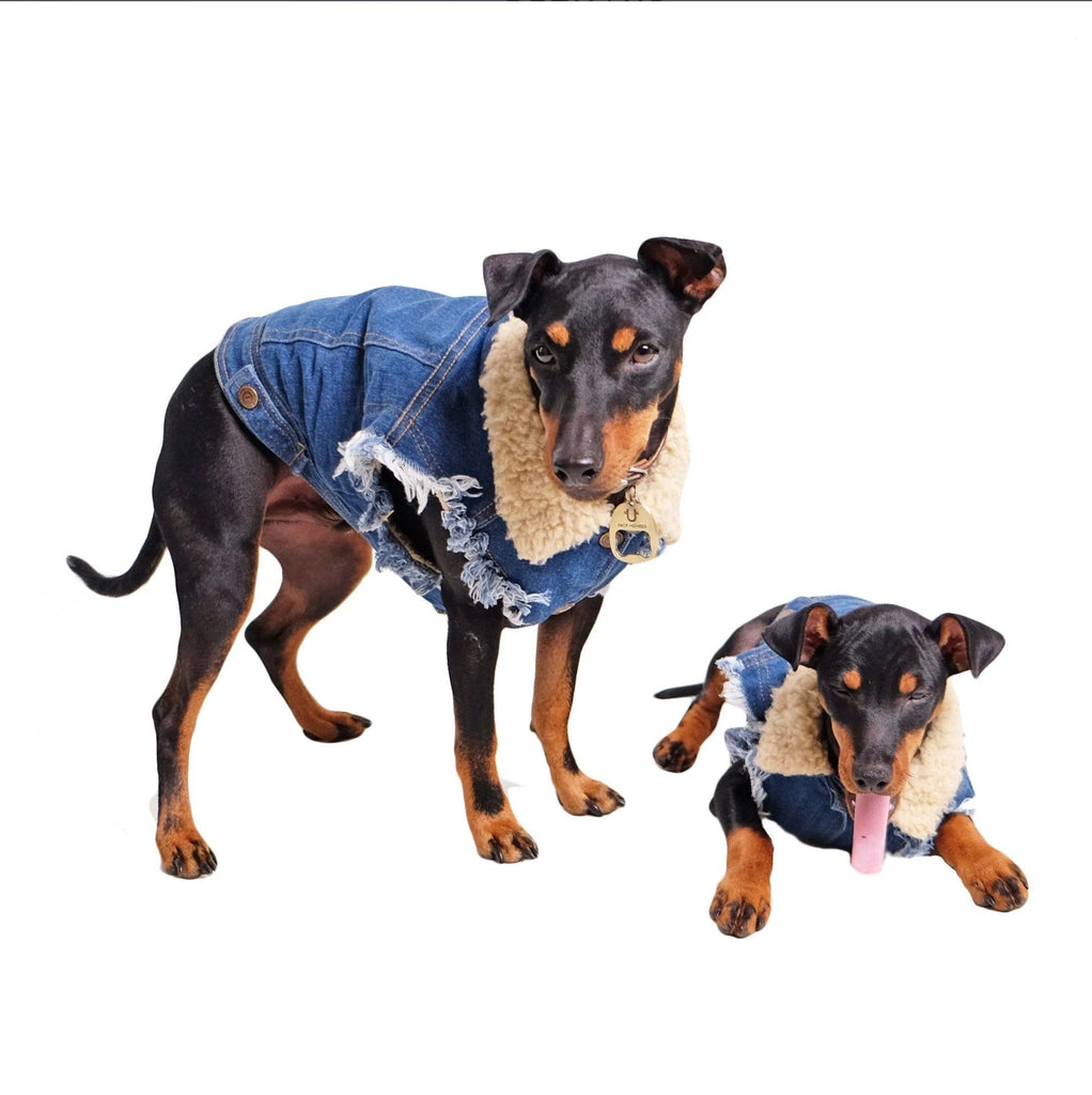 Two dogs wearing denim jackets with fur trim on a white background