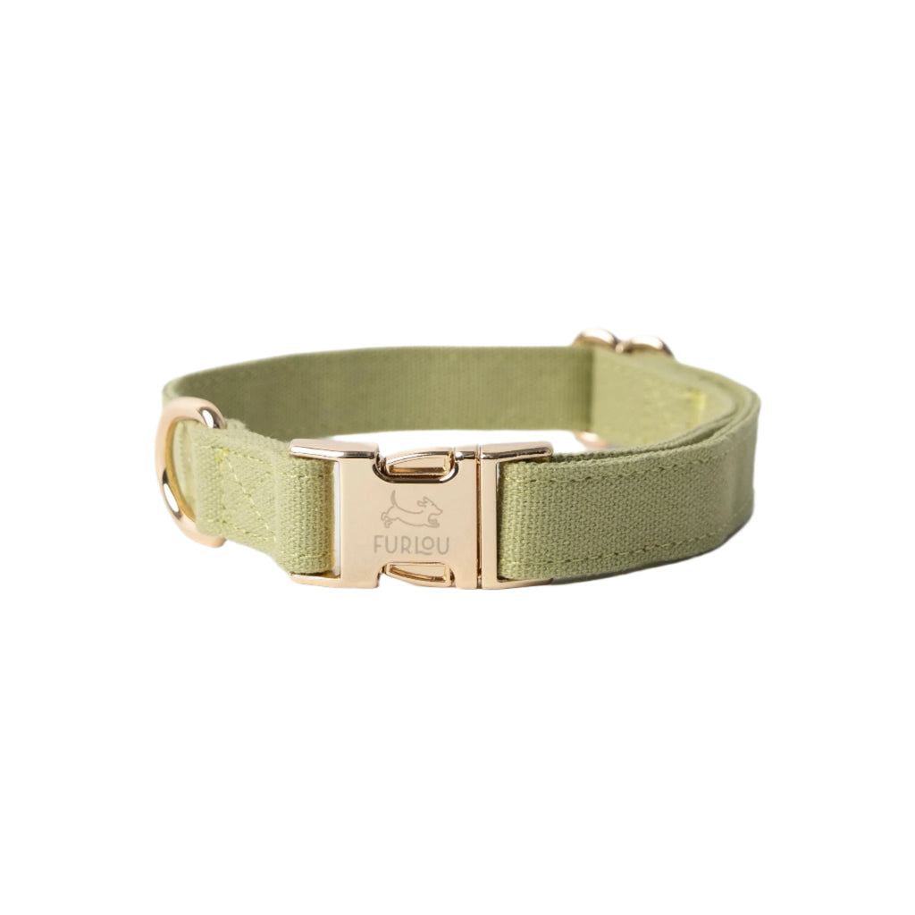 Green dog collar with gold buckle on a white background