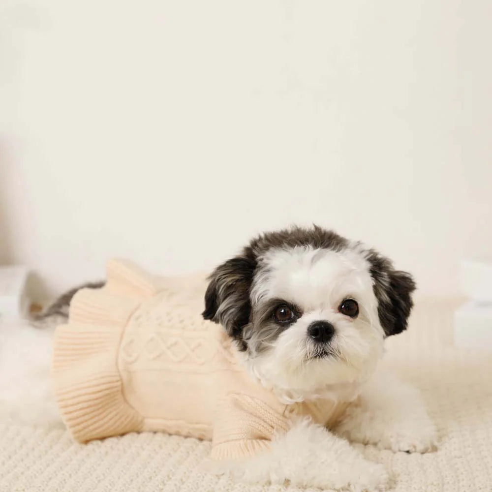 Small dog wearing a beige sweater on a soft surface