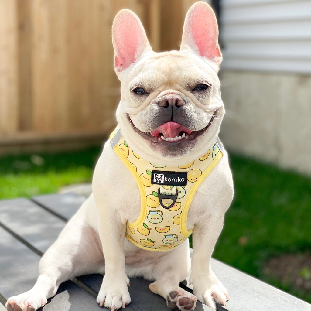 step-in dog harness - lemonade 🍋