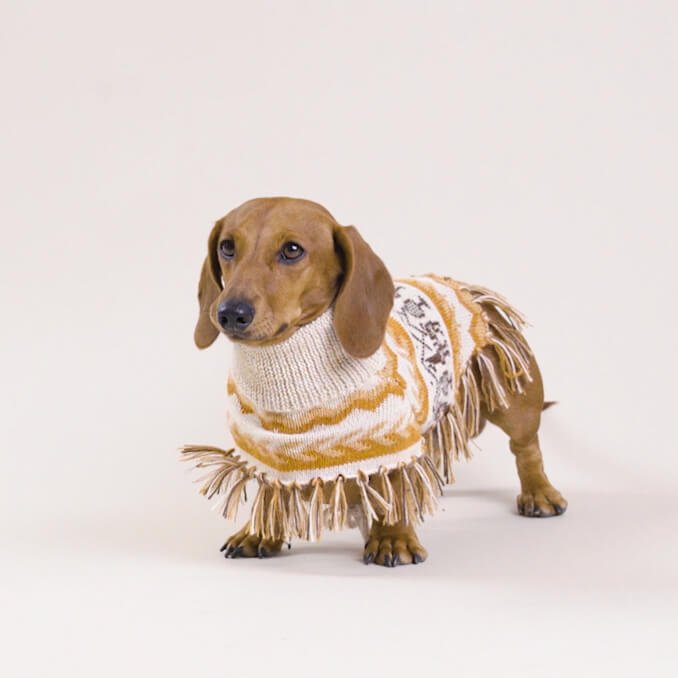 alpaca llama poncho