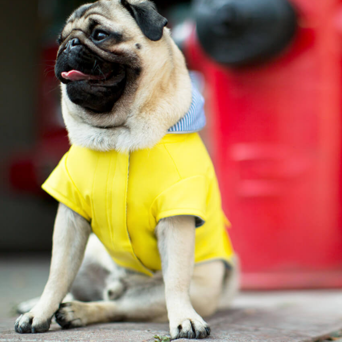 Dog clothes stores near me best sale
