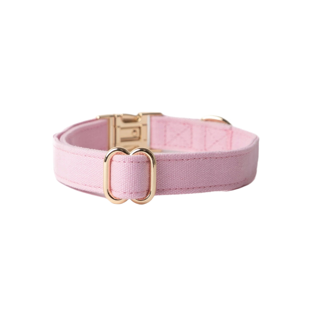 Pink dog collar with gold hardware on a white background