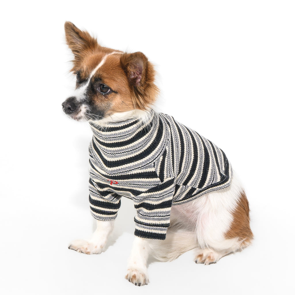 Small dog wearing a black and white striped sweater on a white background