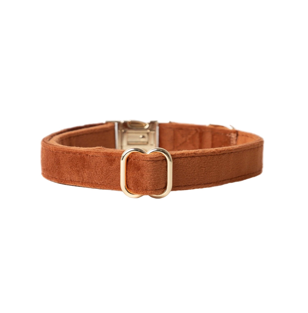 Brown dog collar with a silver buckle on a white background