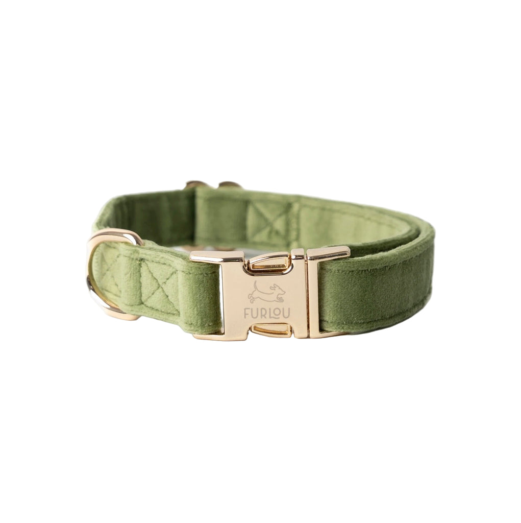 Green dog collar with gold buckle on a white background