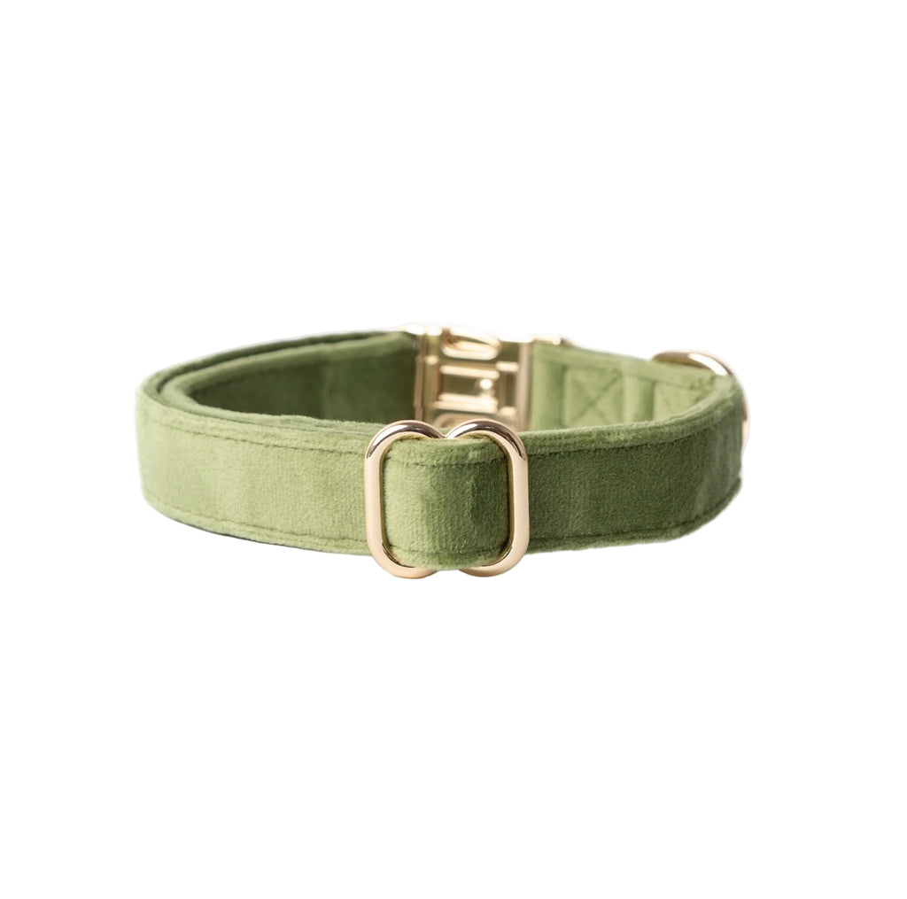 Green dog collar with a gold buckle on a white background