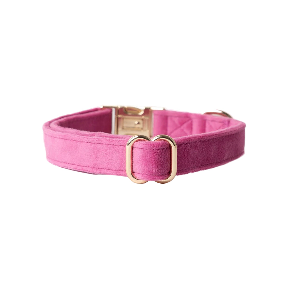 Pink dog collar with gold hardware on a white background