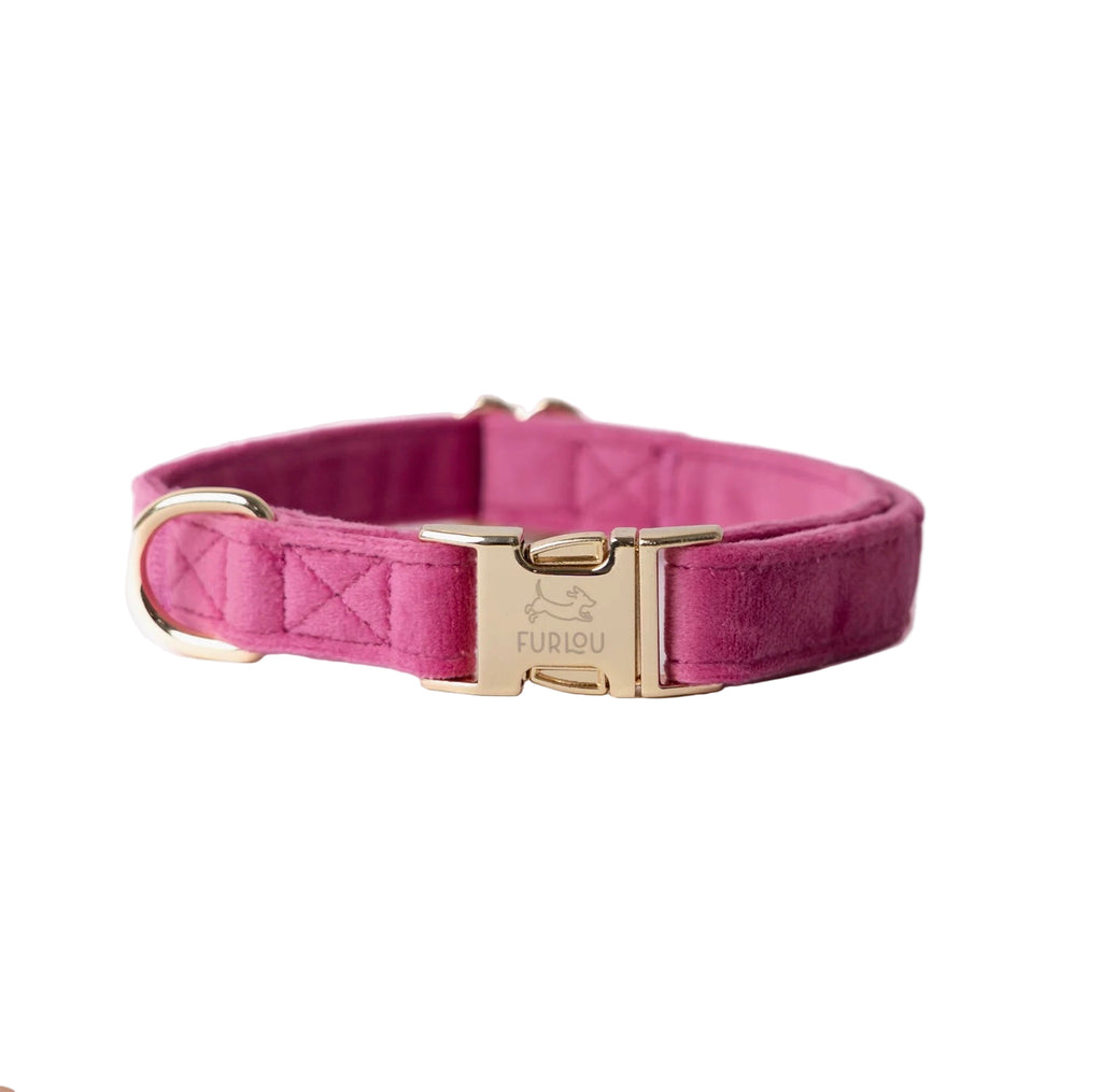 Pink dog collar with gold buckle on a white background