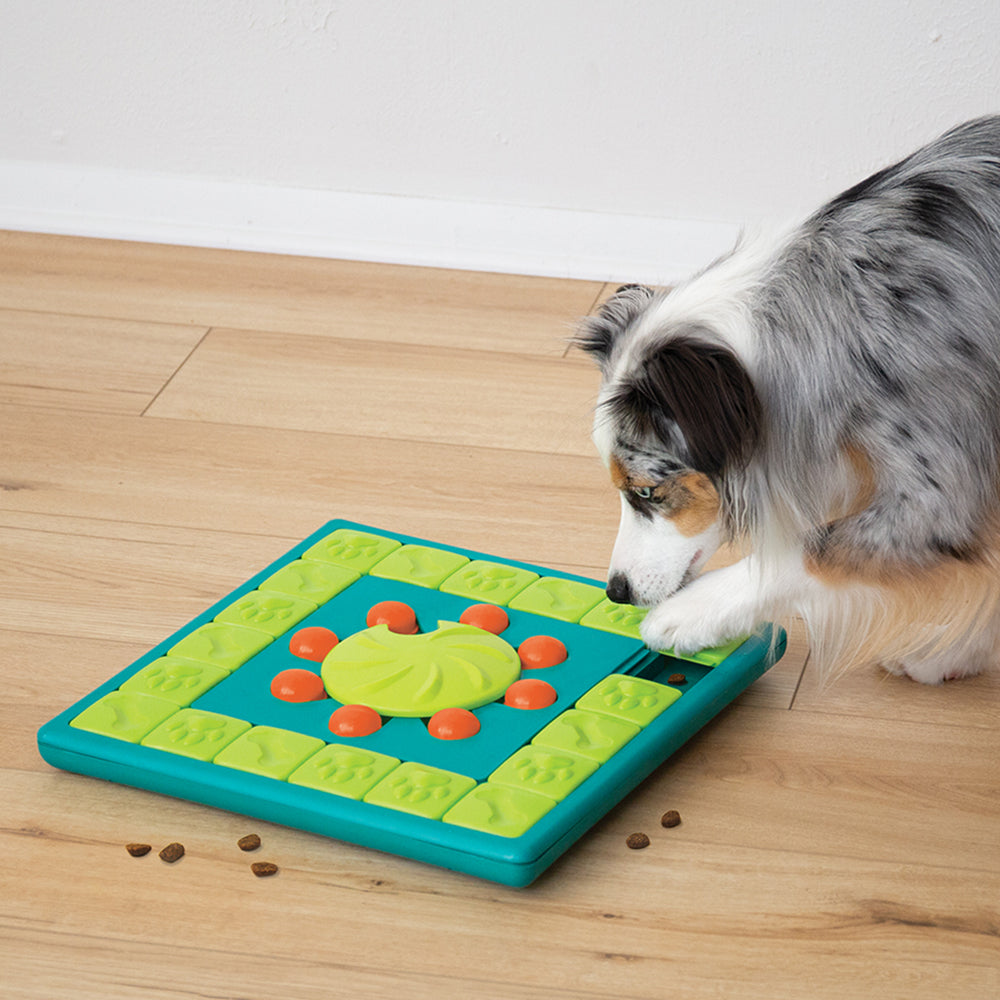 dog multipuzzle toy