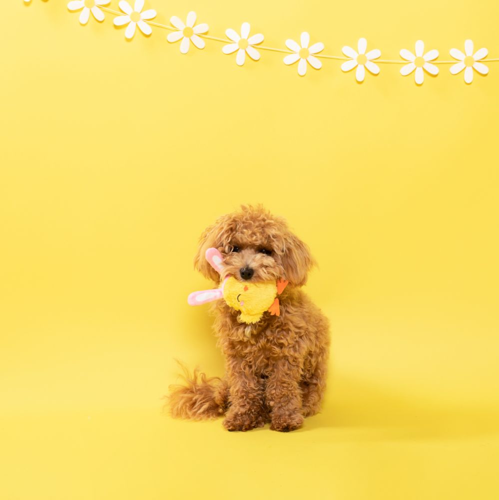 3 piece chicks toy set