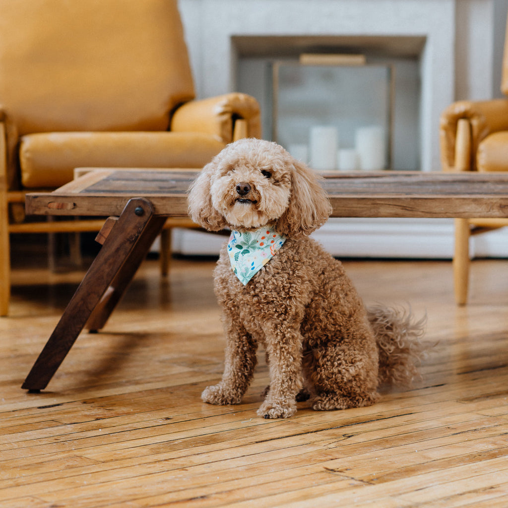 flower fields dog bandana