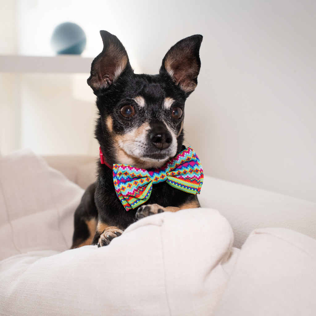fairisle dog bow tie