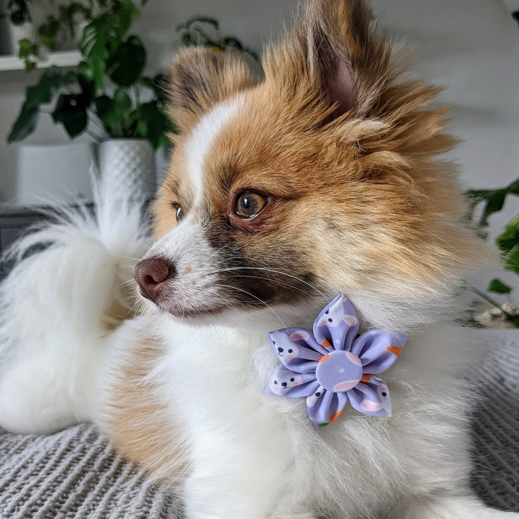 funny bunny pinwheel dog tie - available in small!