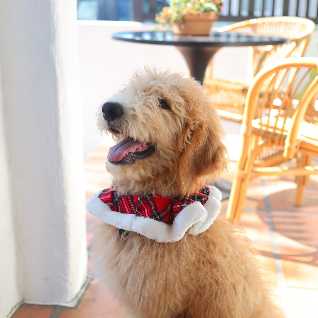 royal tartan bells collar