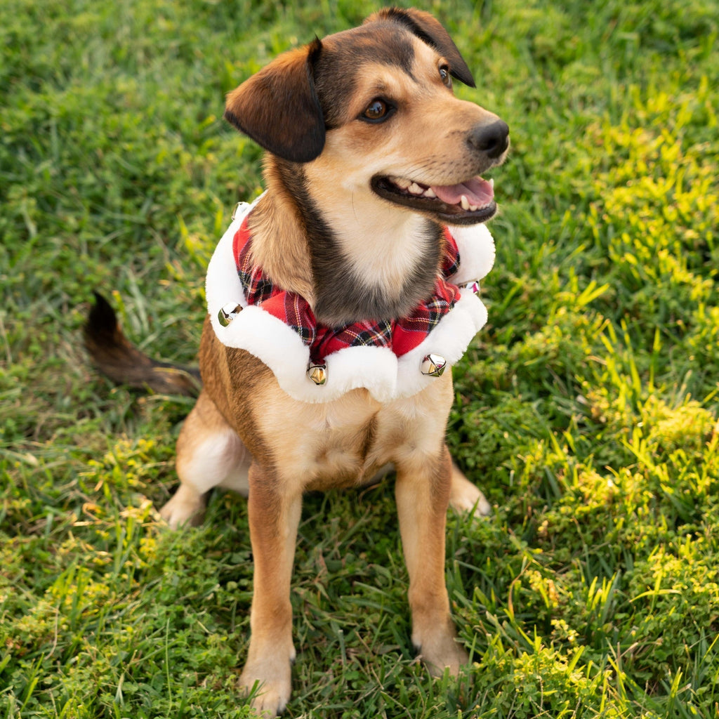 royal tartan bells collar - few left!