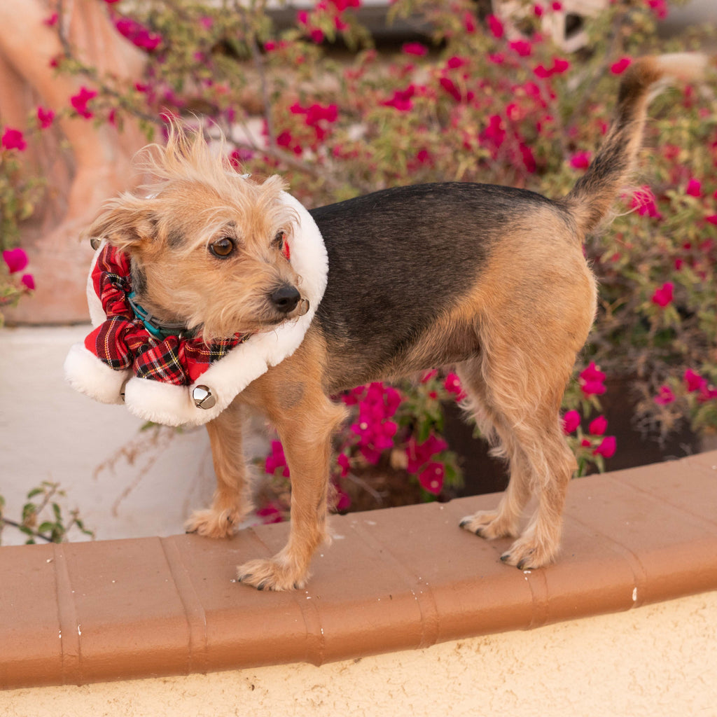 royal tartan bells collar - few left!