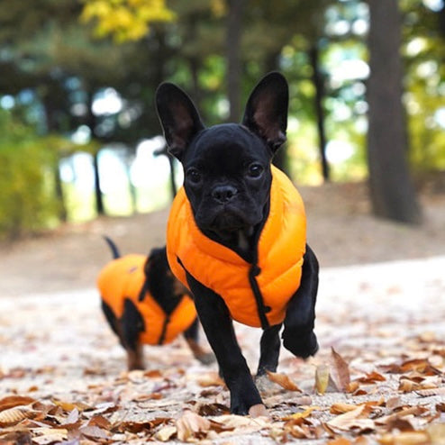 lightweight padding vest for frenchies - orange