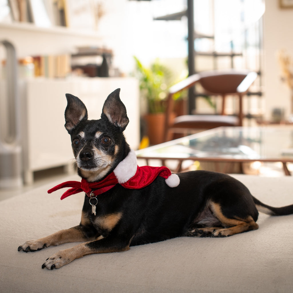 st. nick dog bandana - 1 medium and 1 large left!