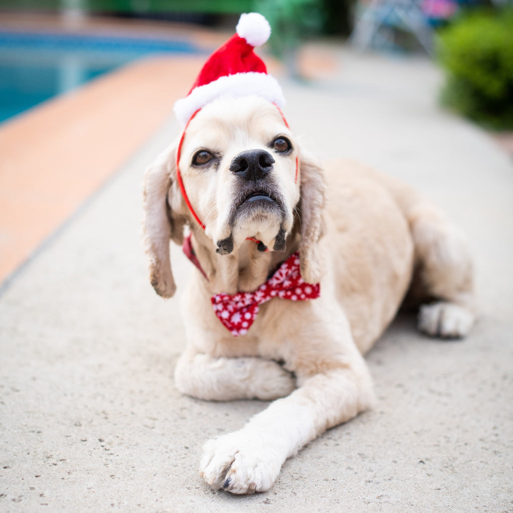 holiday santa hat - large left!