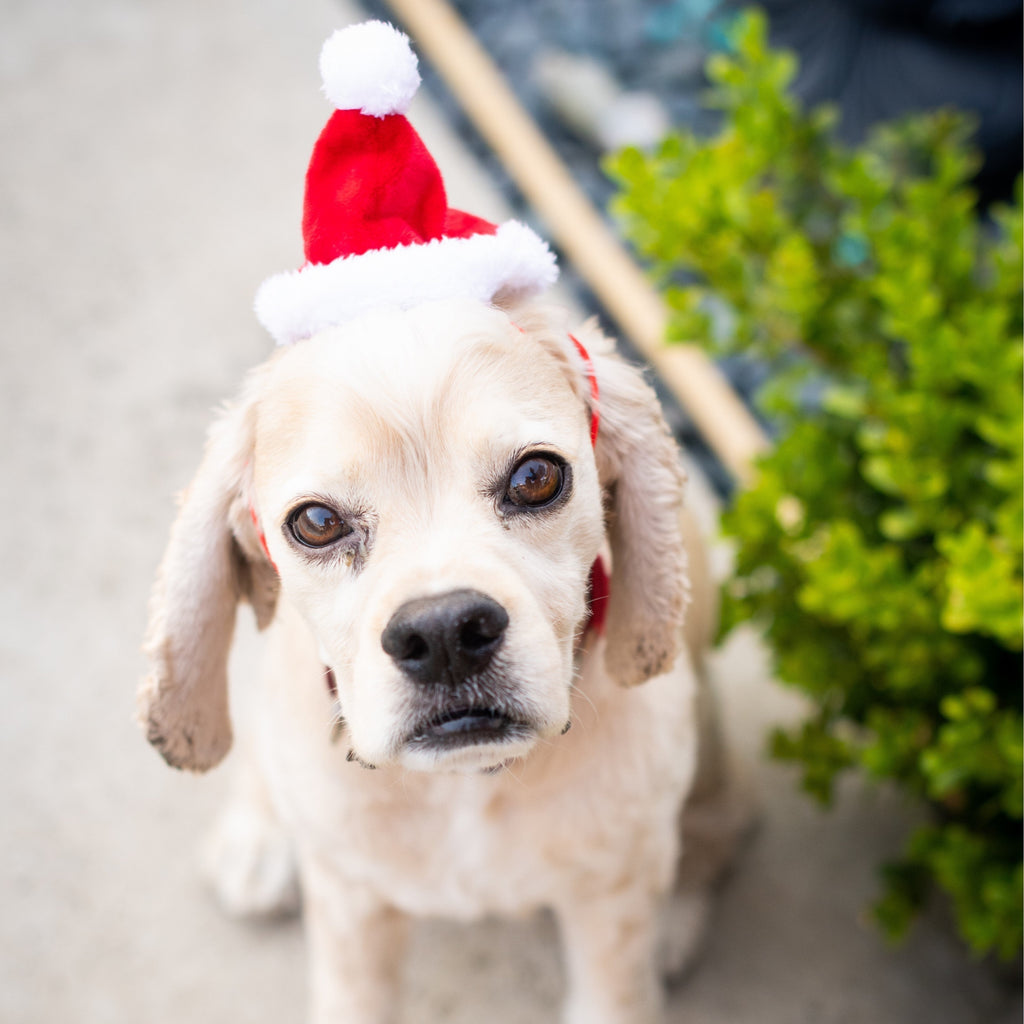 holiday santa hat - large left!