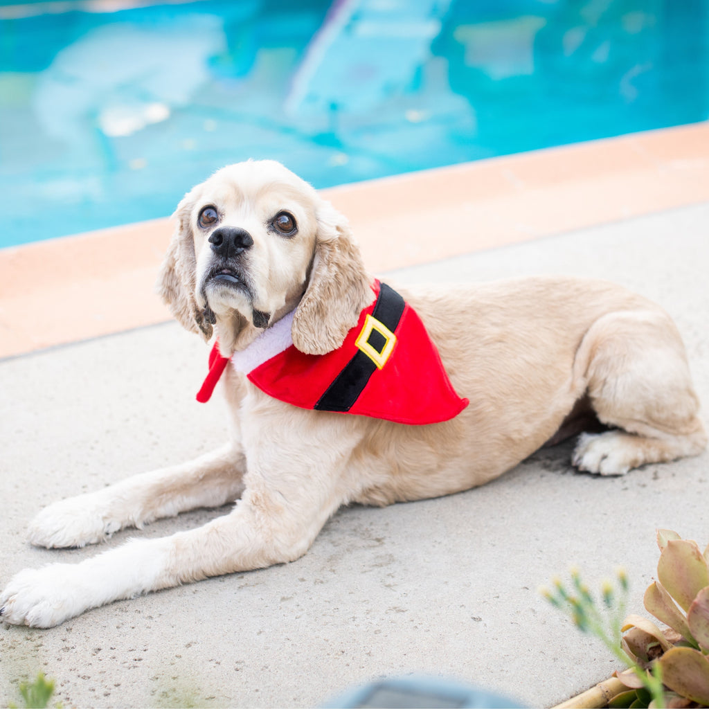 santa suit dog bandana